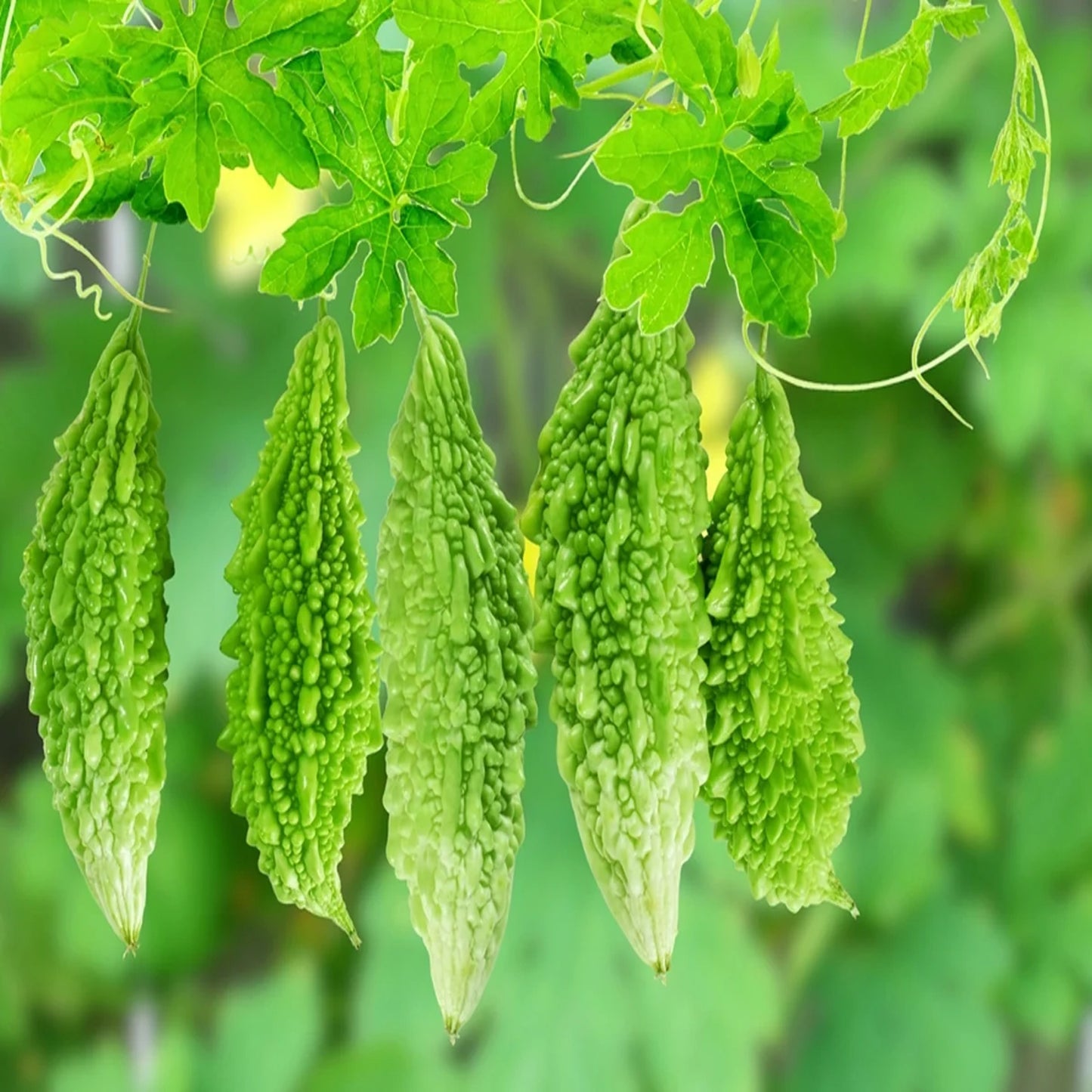 Bitter Gourd - Organic