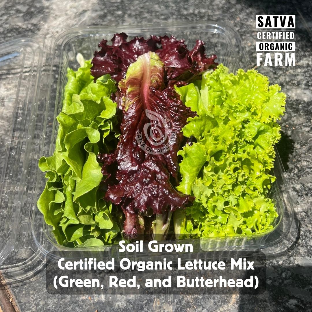Fresh Lettuce Mix - Farm Fresh (Approx. 250 gms) - organic produce from Satva Farm Bengaluru