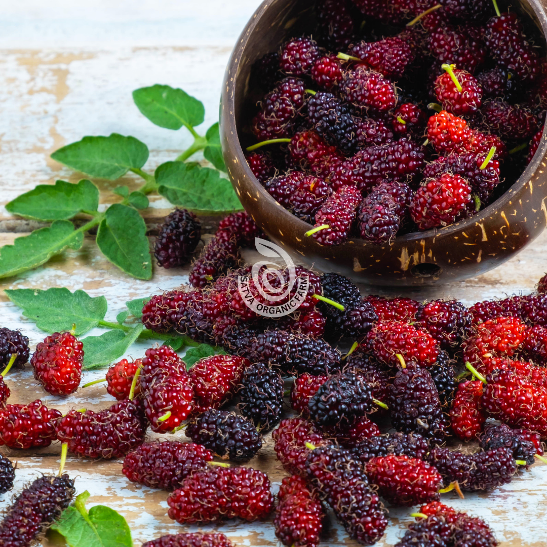 Mulberries - 100 gms