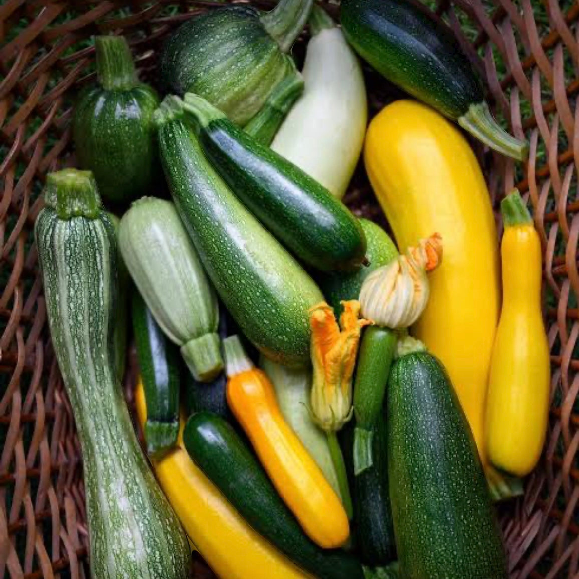 Zucchini- Organic