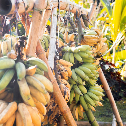 Banana (Elaichi) - Organic - Semi Ripe - 0.5 kg