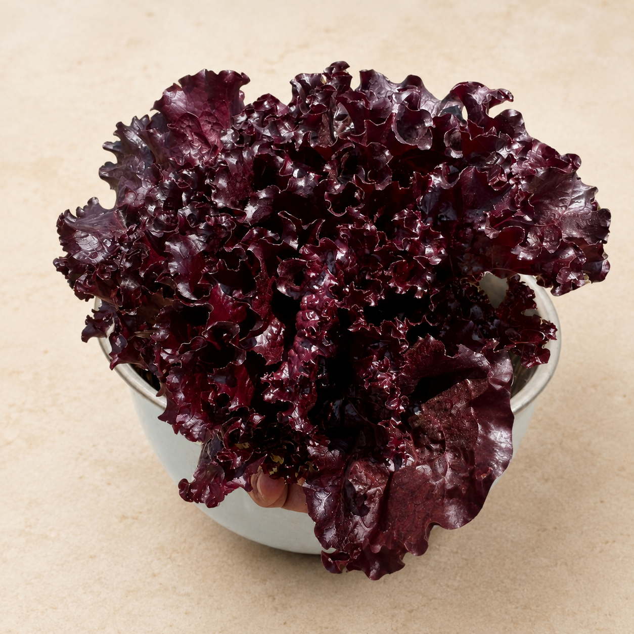 Red Sails Lettuce - Farm Fresh (Approx. 250 gms)