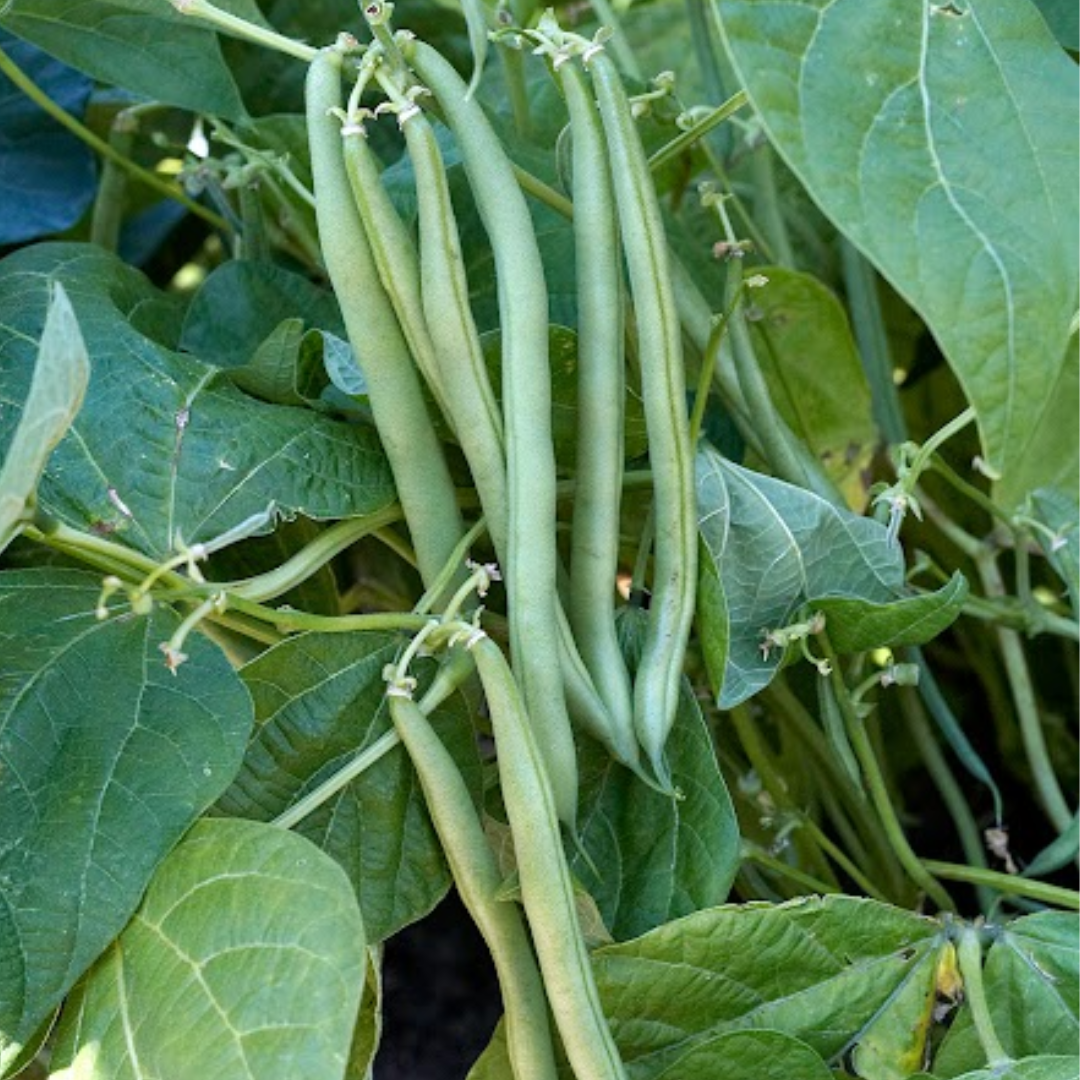 Beans - Organic