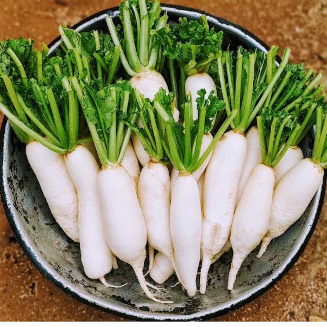 White Radish - Organic