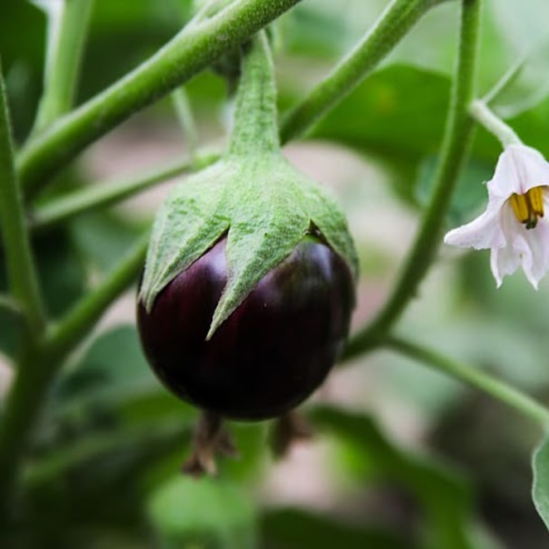 Purple Brinjal - Organic