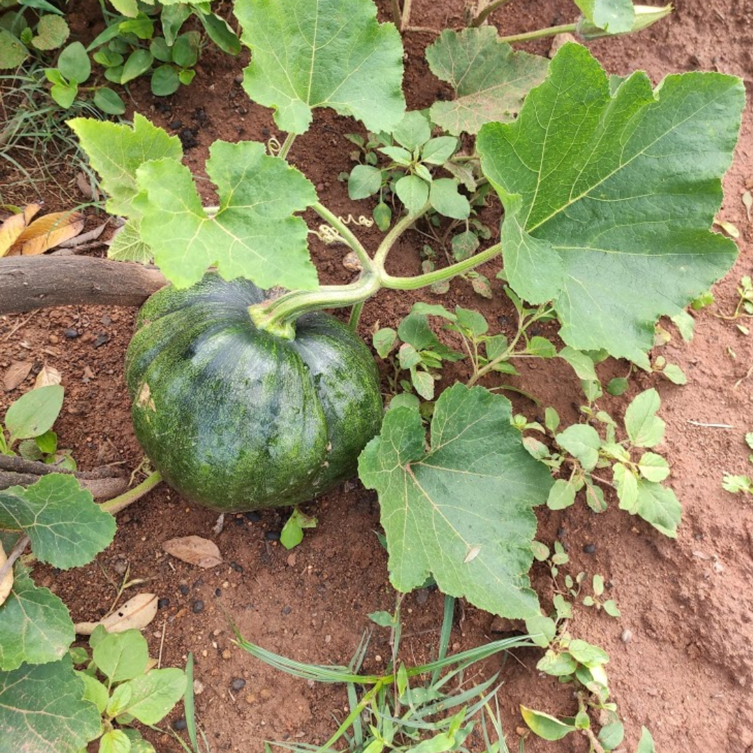 Pumpkin - Organic