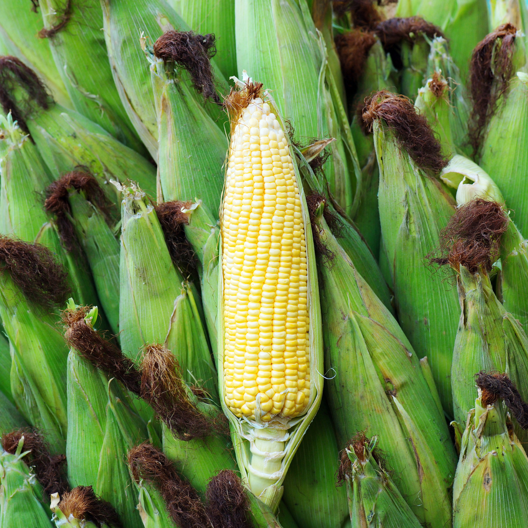 Sweet Corn - Organic