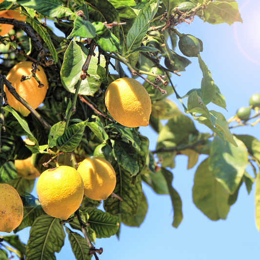 Lemon - Organic