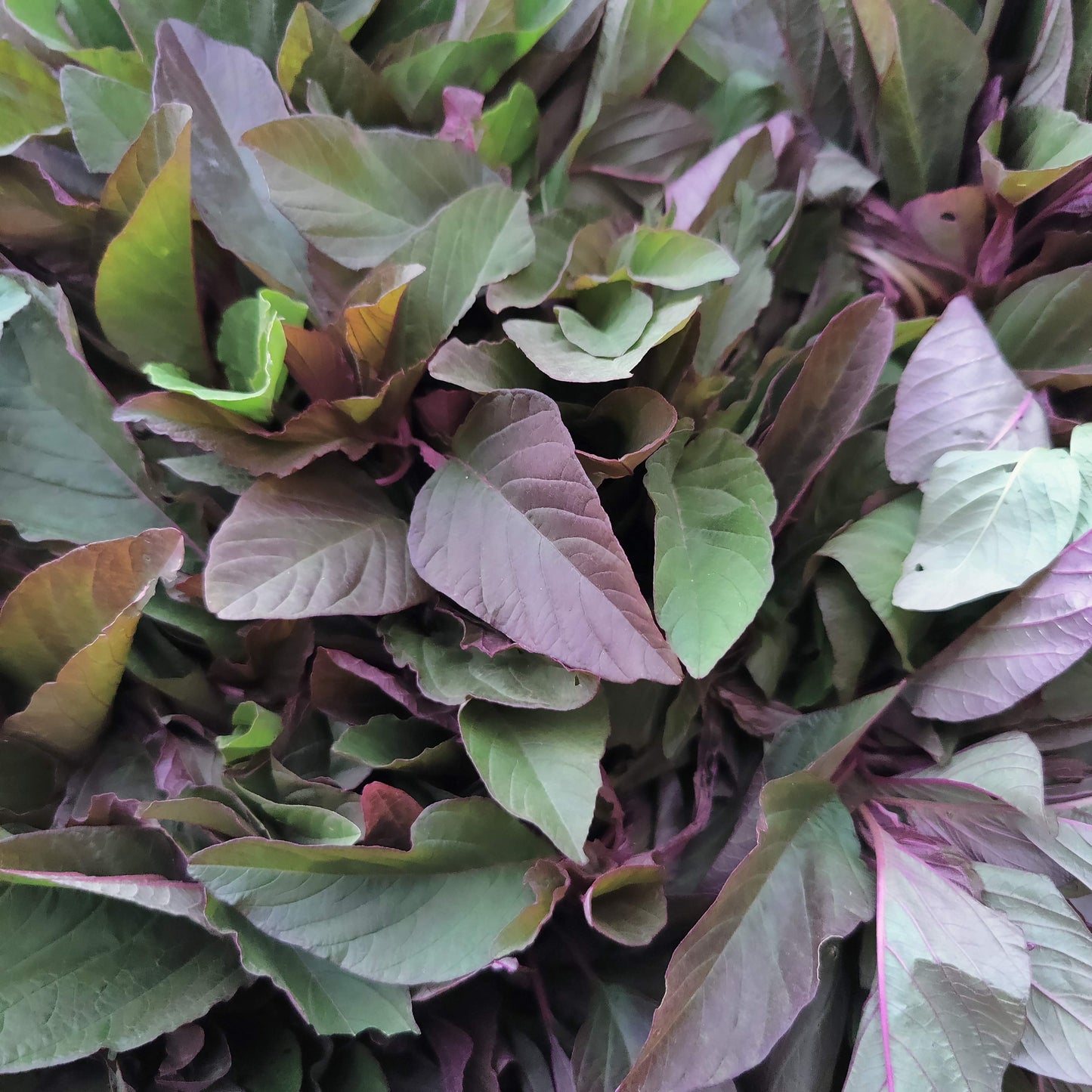 Amaranthus - Organic - 300 gms