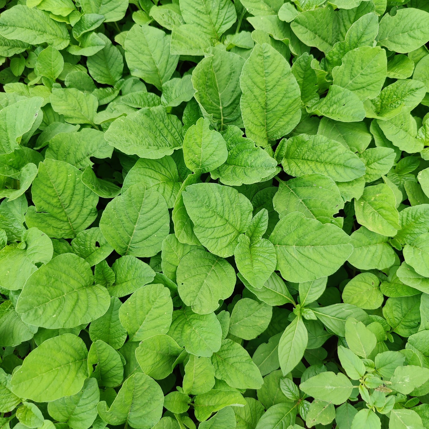 Amaranthus - Organic - 300 gms