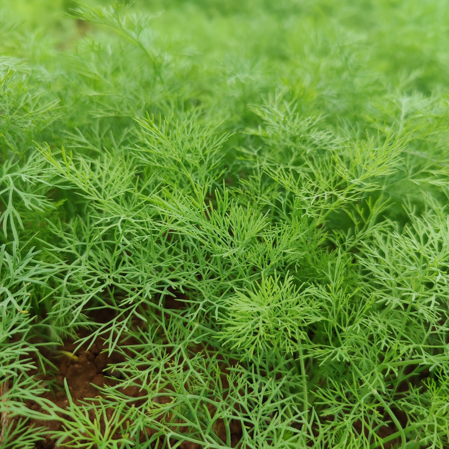 Dill - Organic - 200 gms