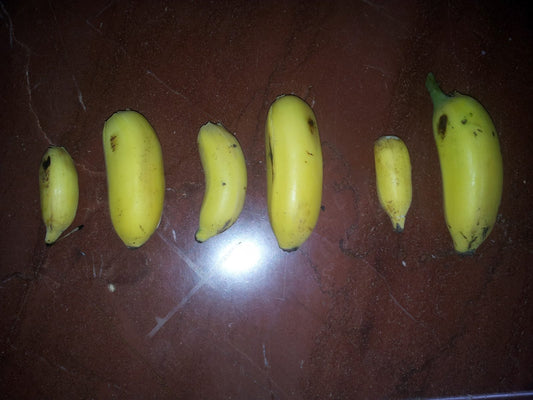Organic bananas from one batch showing natural size variation