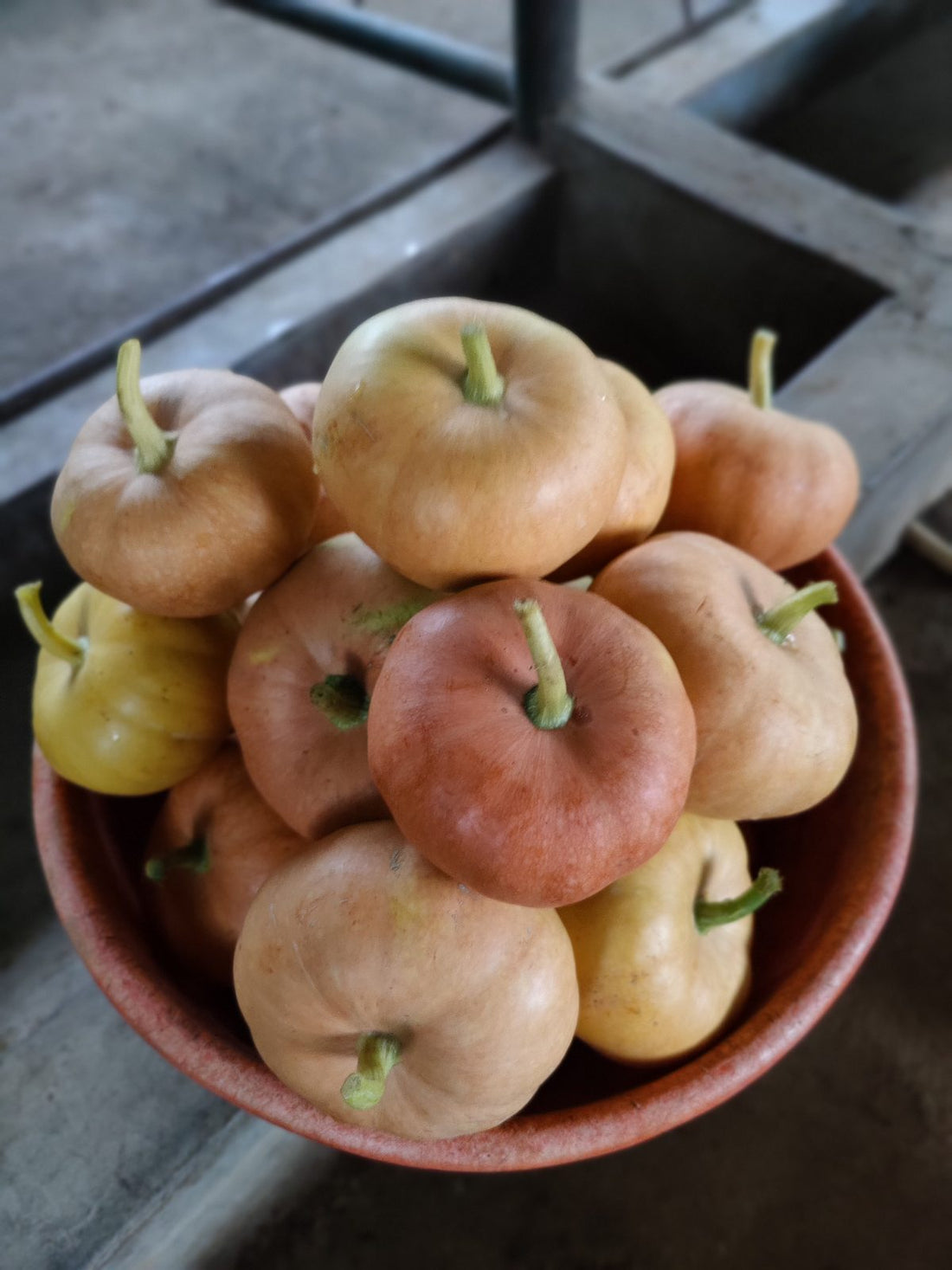 A traceable single-morning fruit harvest from Satva Farm near Bengaluru