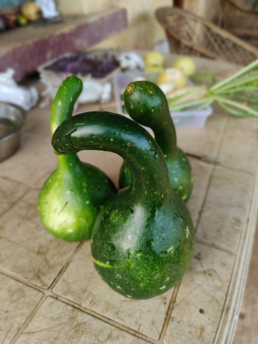 Soil-grown organic snake gourds with natural curves at Satva Farm near Bengaluru