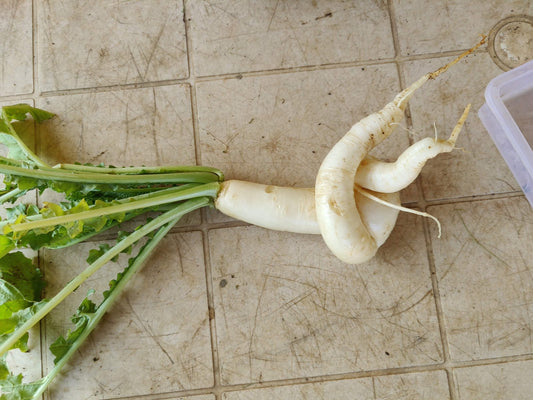 Native radish with a forked root shaped by living soil at Satva Farm