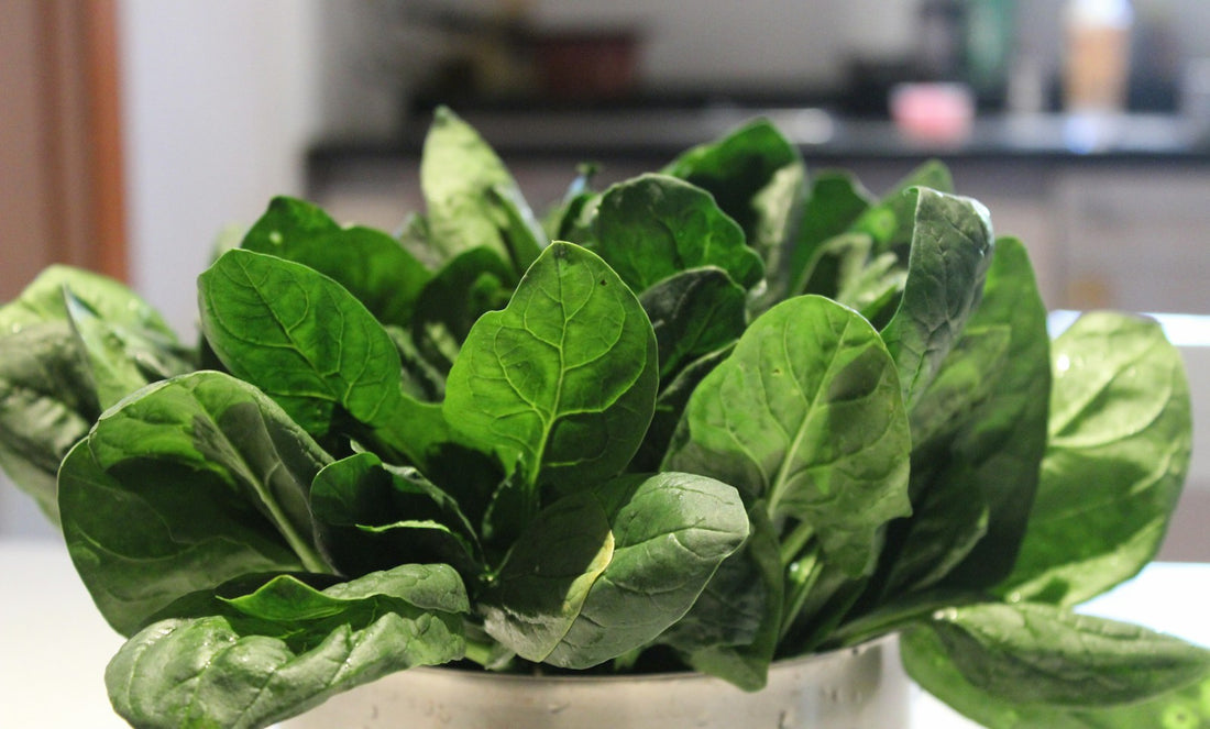 Fresh bunch of palak spinach, one of Bengaluru's everyday greens