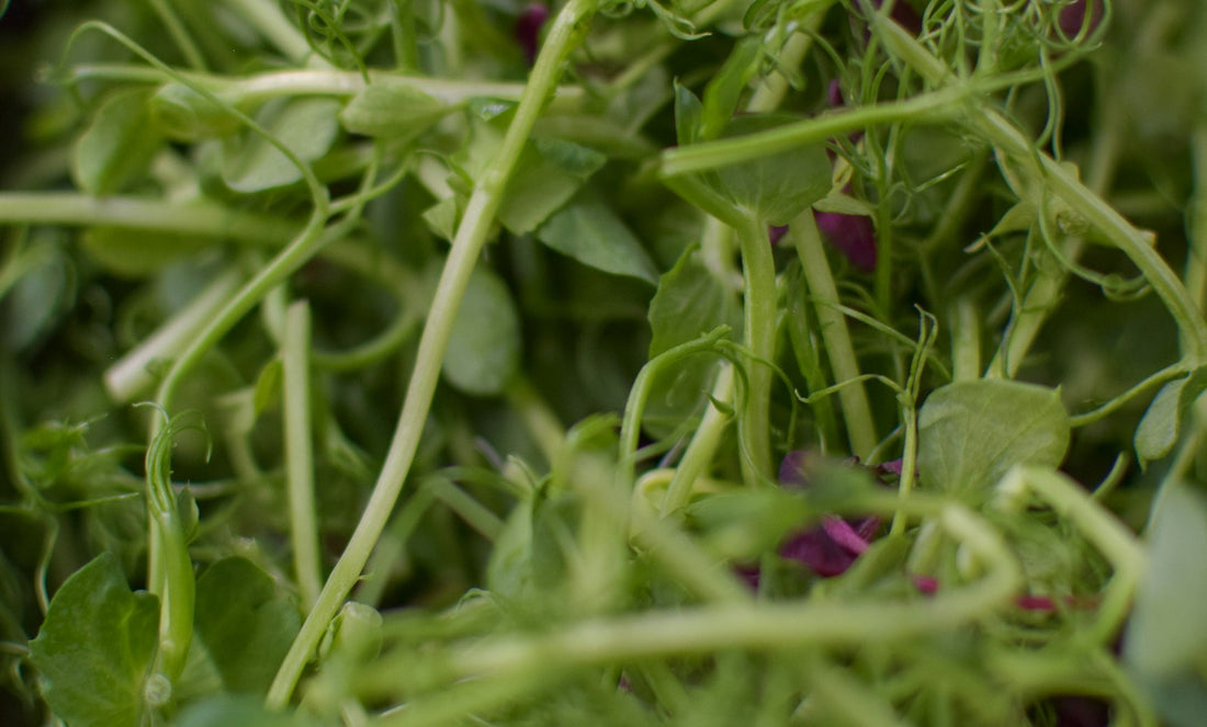 Close-up of fresh microgreens and pea shoots