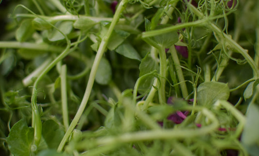 Close-up of fresh microgreens and pea shoots
