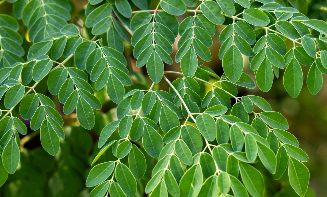 Fresh green moringa leaves on the branch
