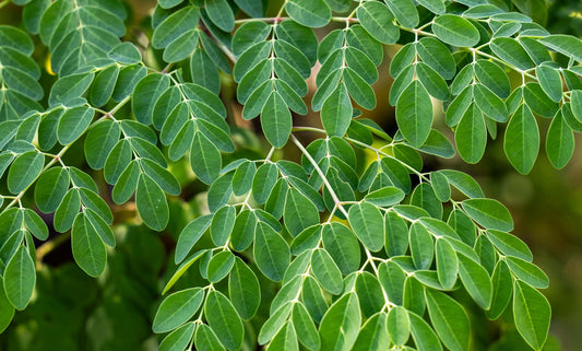 Fresh green moringa leaves on the branch