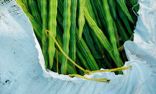 Freshly harvested moringa drumstick pods in India
