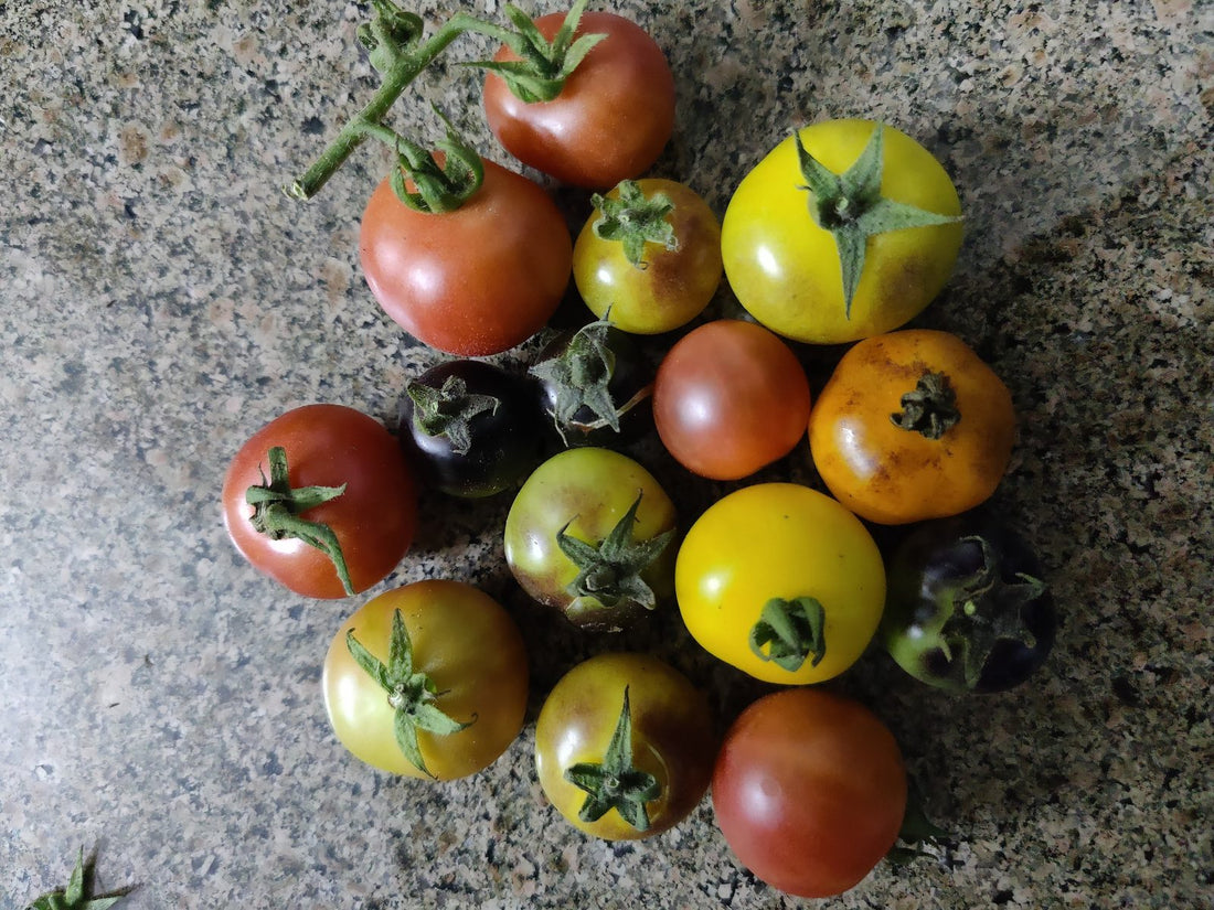 Soil-grown organic tomatoes from one harvest near Bengaluru showing natural variation in colour and size