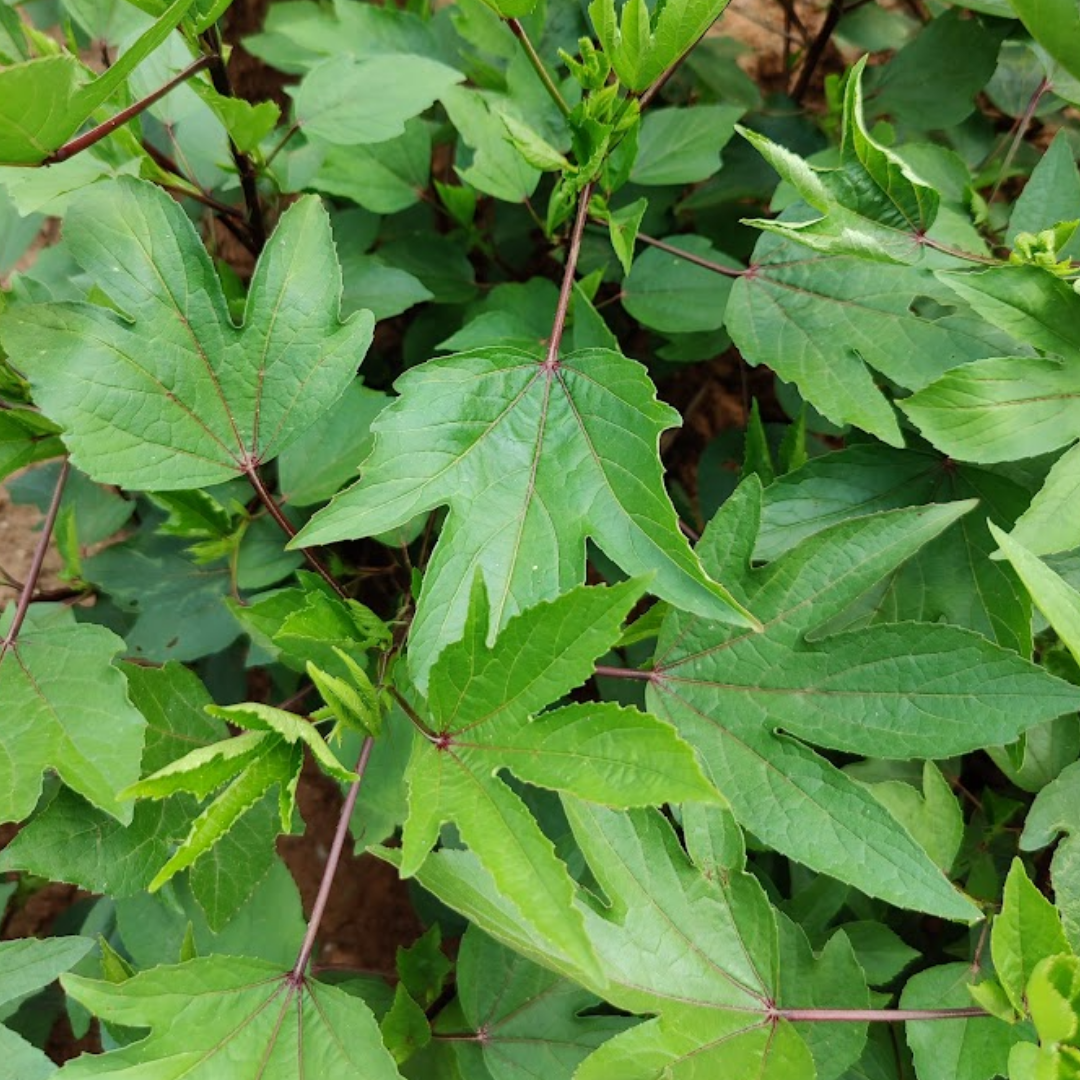 Gongura Leaves - Organic - 200 gms - Satva Farm Bengaluru