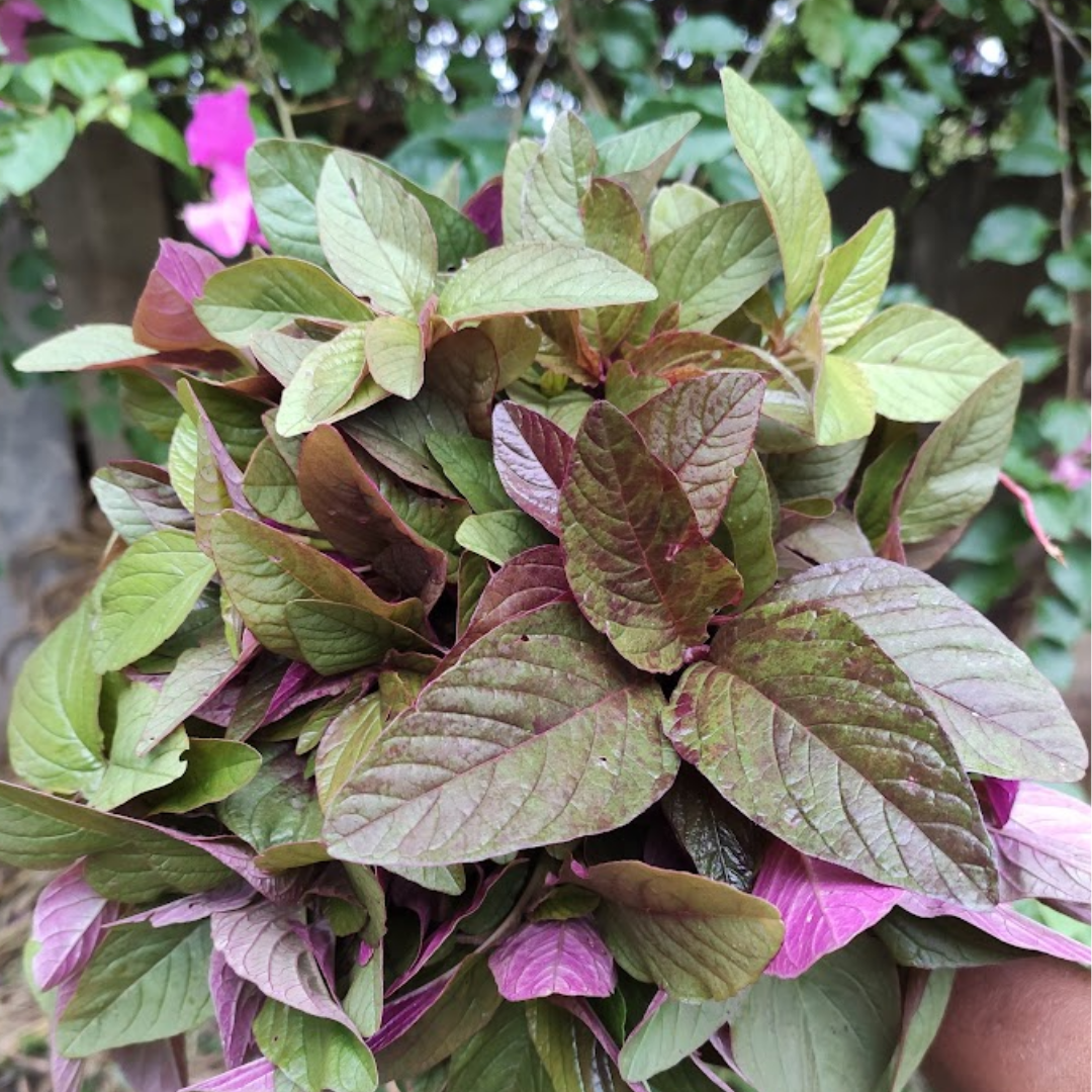 Amaranthus - Organic - 300 gms - organic produce from Satva Farm Bengaluru