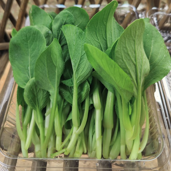 Organic baby bok choy from Satva Farm