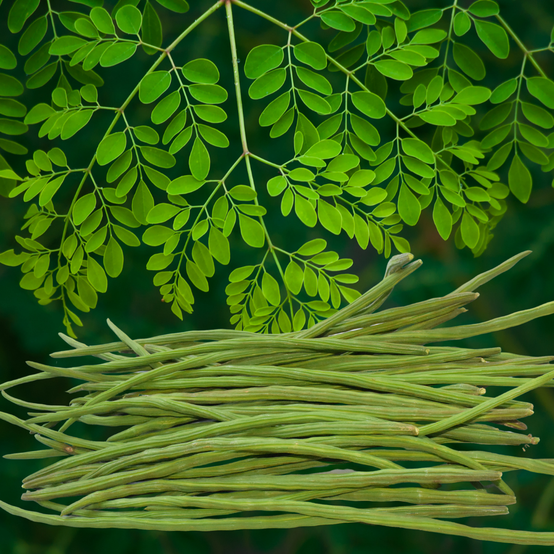 Drumsticks - Organic - Satva Farm Bengaluru