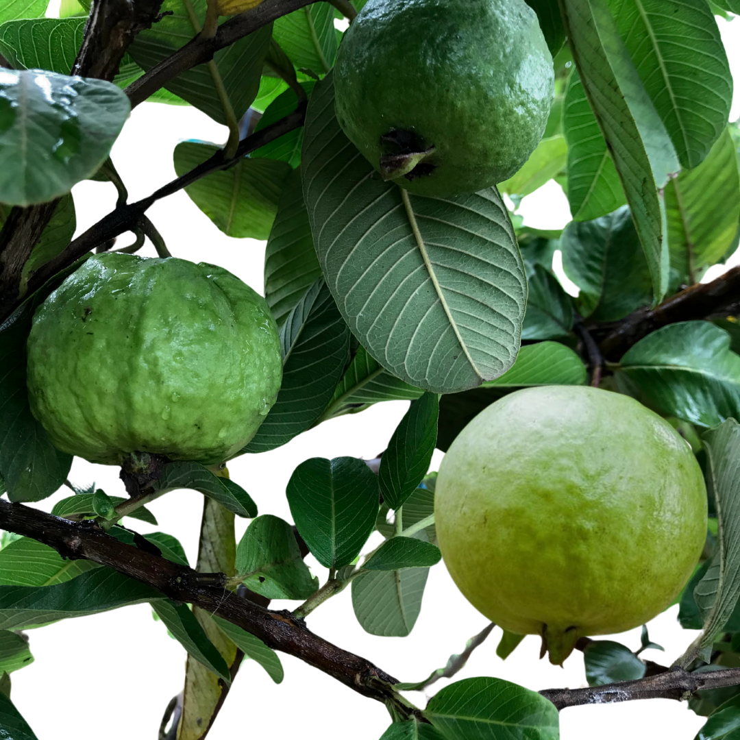 Guava - Organic - Safeda - 1KG - organic produce from Satva Farm Bengaluru