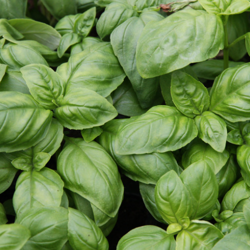 Fresh Italian basil from Satva Farm