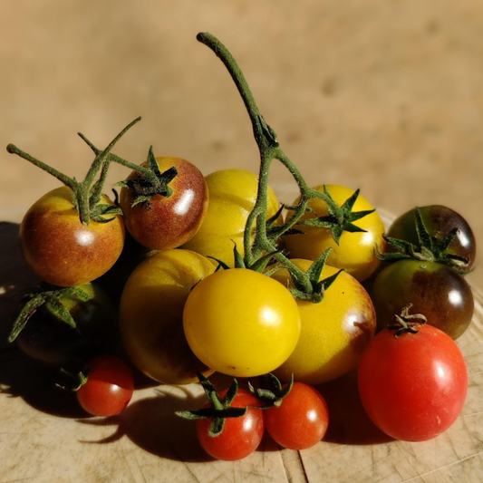 Cherry Tomatoes - Farm Fresh (200-250 gms)