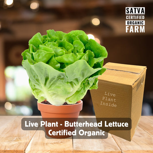 Live Butterhead Lettuce Plant