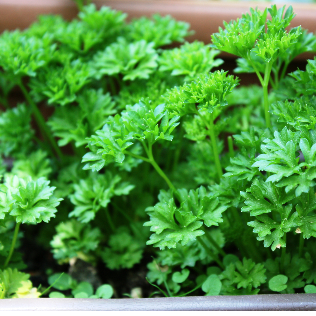 Parsley - Farm Fresh