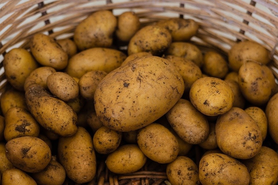 Potato - Organic