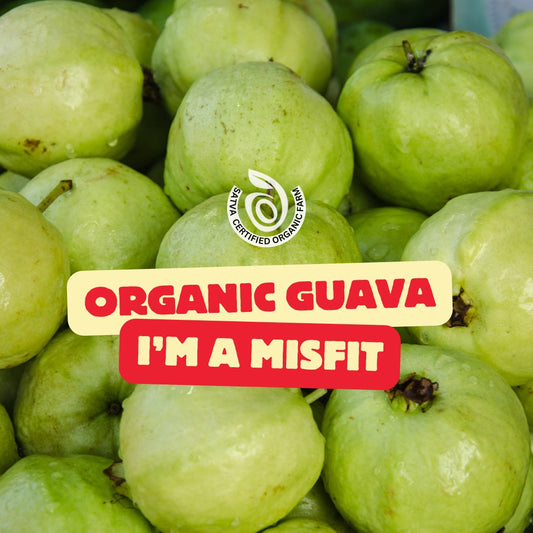 Misfit Guava - Organic - Safeda