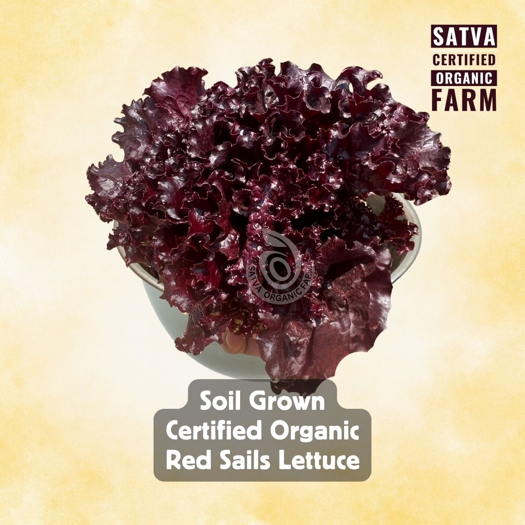 Red Sails Lettuce - Farm Fresh (Approx. 250 gms)