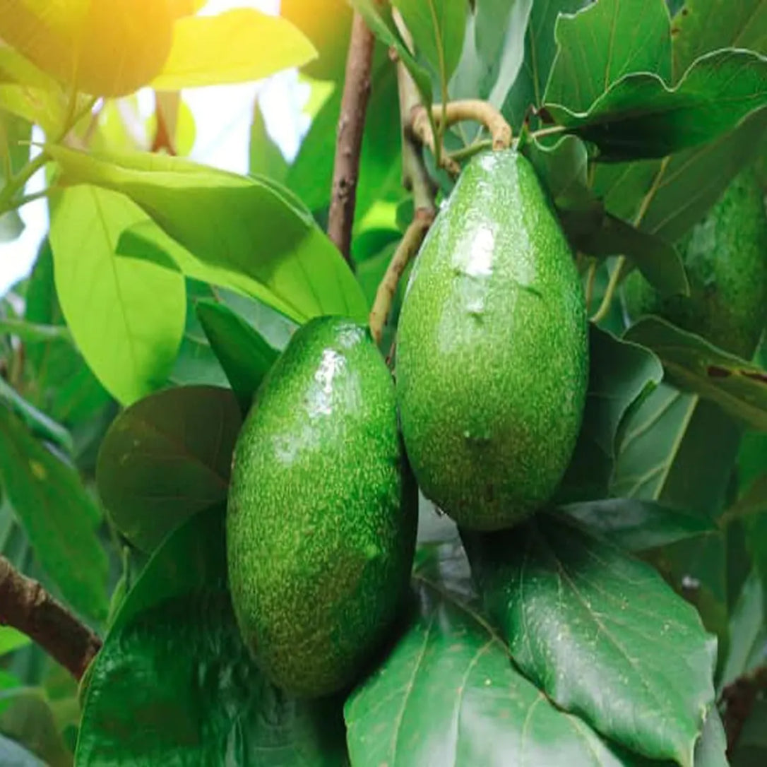 Organic Avocado (Butterfruit)