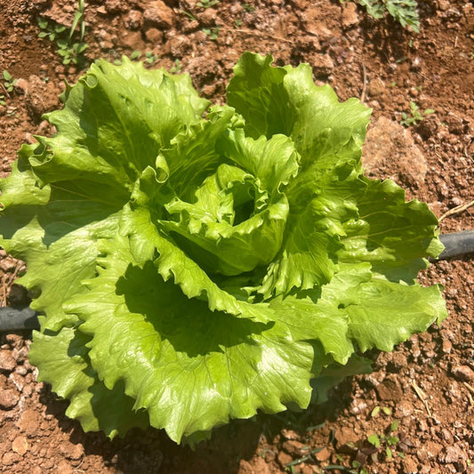 Butterhead Lettuce - Farm Fresh (Approx. 250 gms)