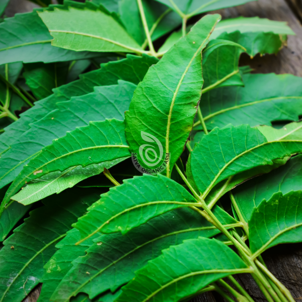 Fresh organic neem leaves from Satva Farm