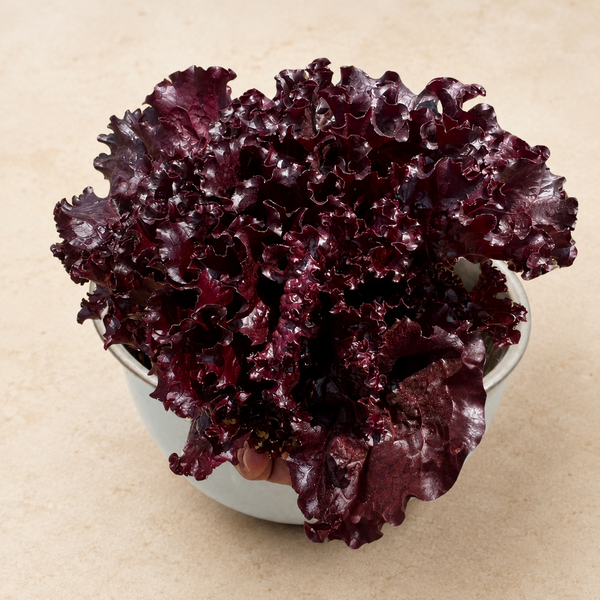 Red Sails lettuce from Satva Farm