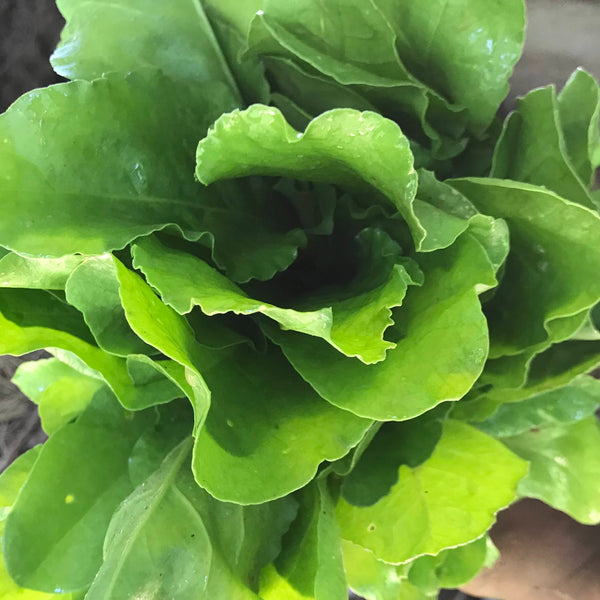Organic cut leaf spinach from Satva Farm