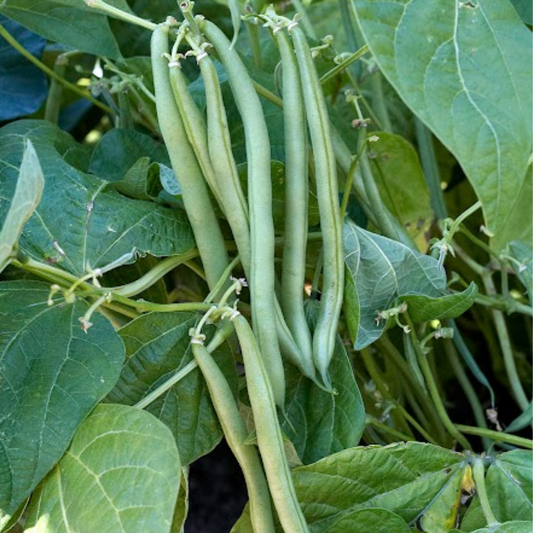 Beans - Organic
