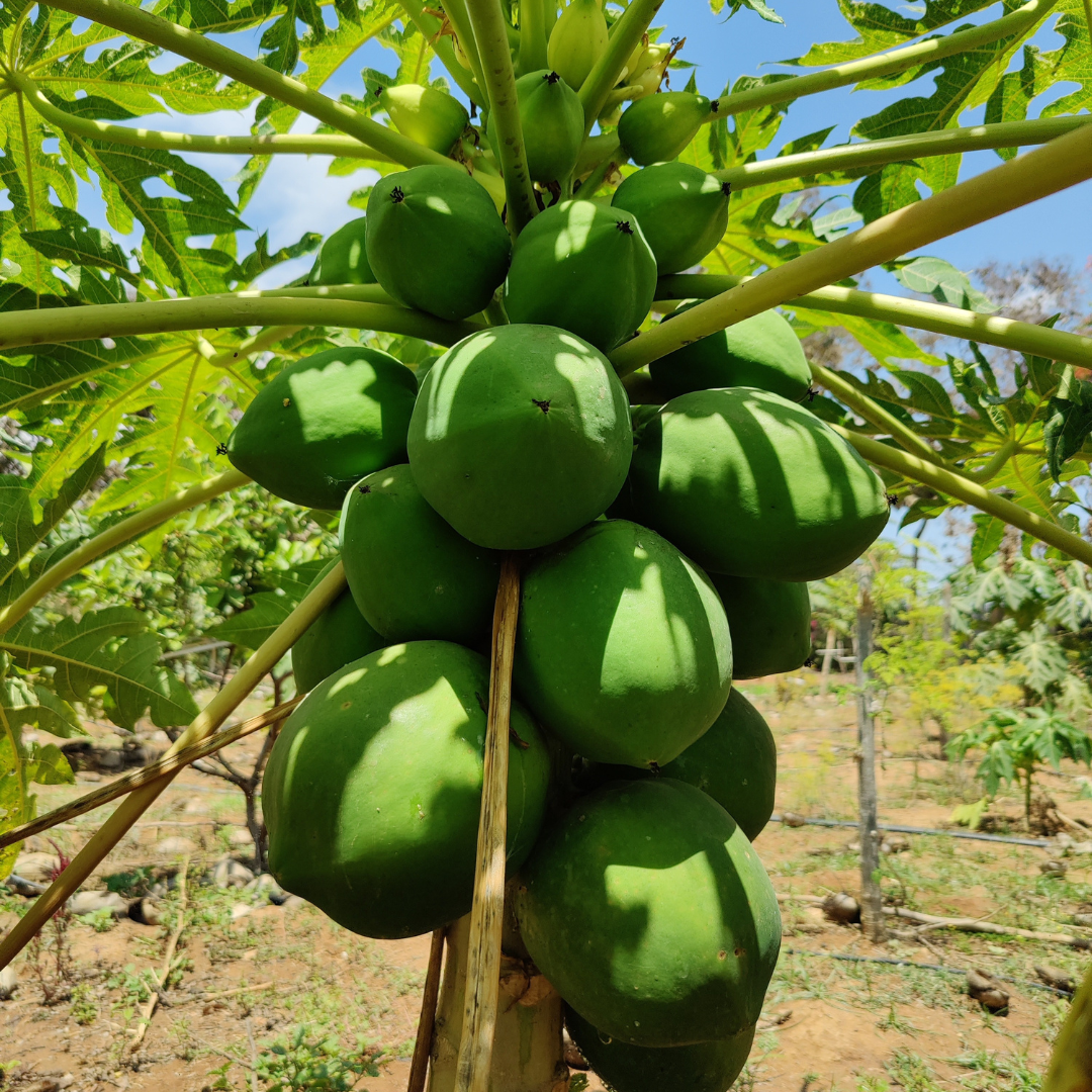 Papaya (Raw) - Organic