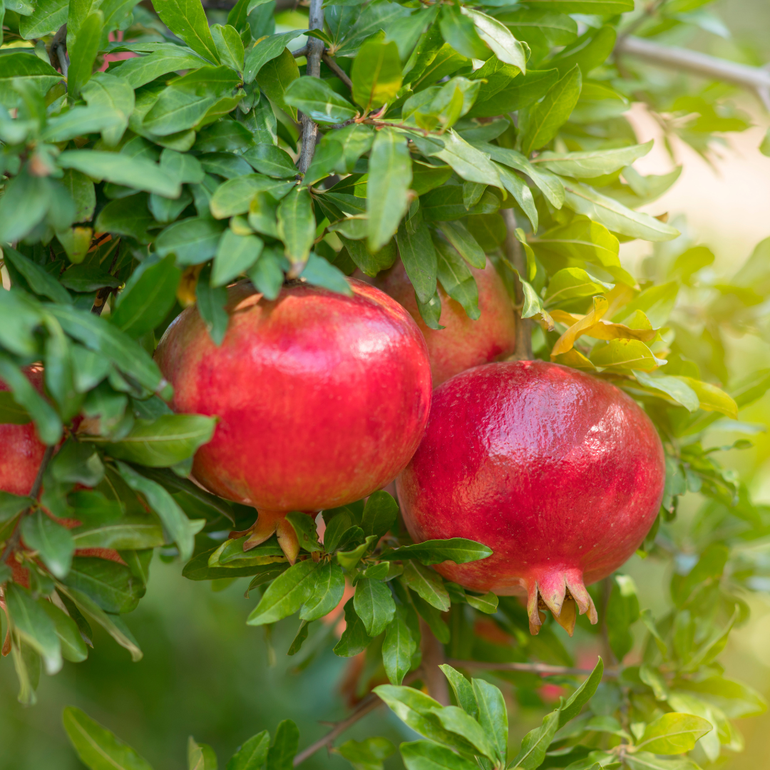 Pomegranate - Organic