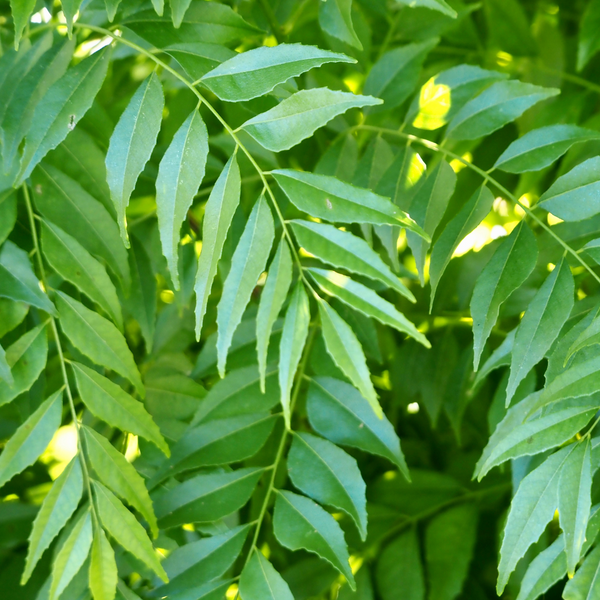Organic curry leaves karibevu from Satva Farm
