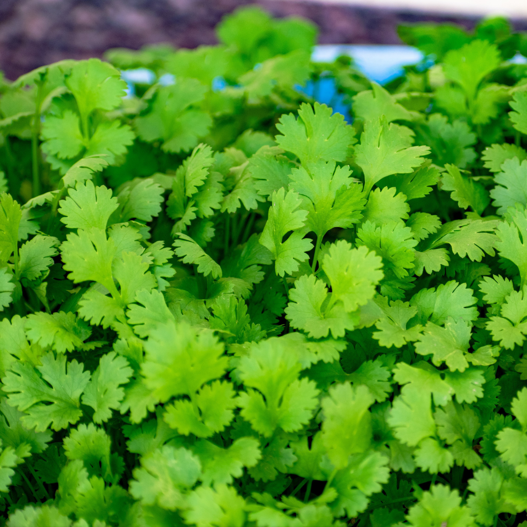 Coriander - Organic - 200 gms