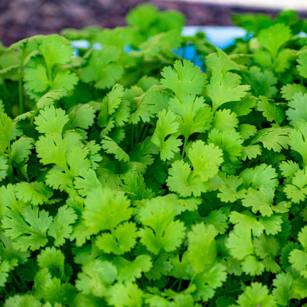 Fresh organic coriander from Satva Farm