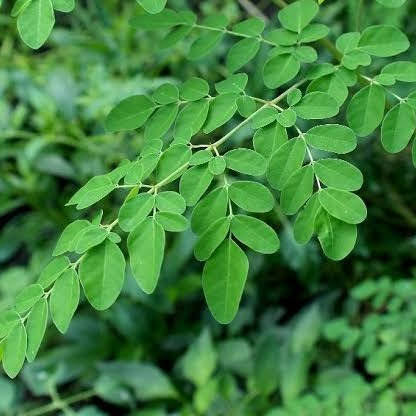 Organic moringa drumstick leaves from Satva Farm